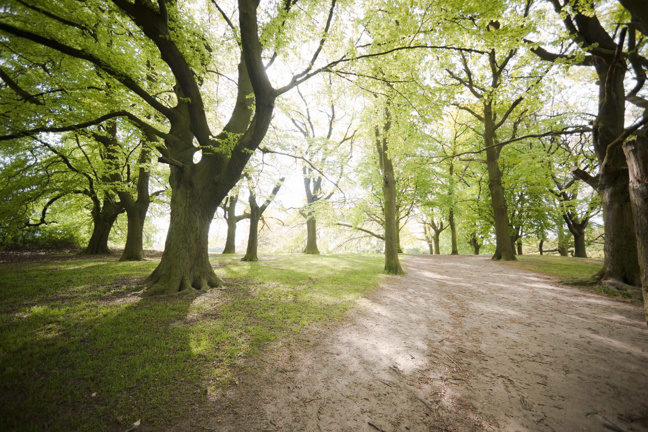 Sunlit forest path with green trees